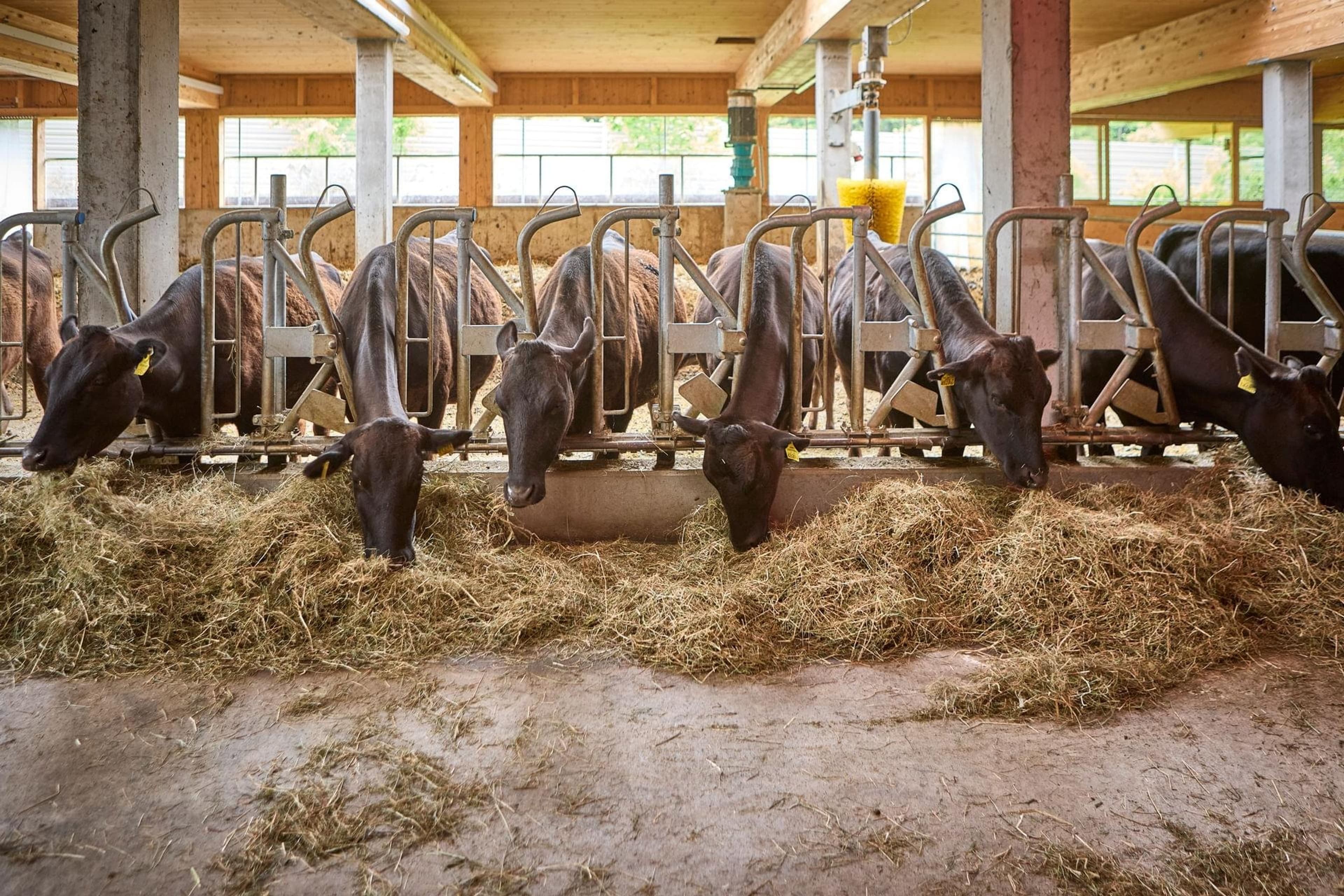 Bocks Apartments 53C - Top 5 Altholz - Image 3